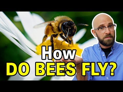 Is It True That Bumblebees Shouldn't Be Able to Fly?