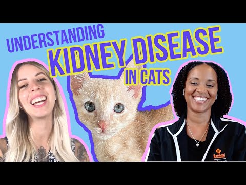 Understanding Kidney and Urinary Health in Cats