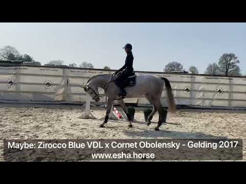 Maybe: ZIROCCO BLUE VDL x CORNET OBOLENSKY