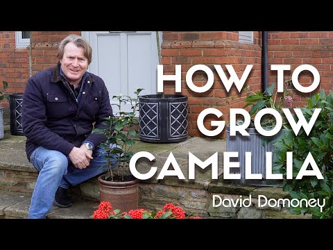 Grow Stunning Camellias With These Expert Secrets