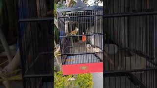 Download lagu CJ kenji (ady jenggot) bali mp3 Download lagu CJ kenji (ady jenggot) bali mp3