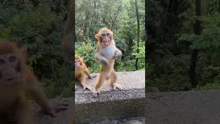monkey dance 🩰🐵 on kaccha badaam  #shorts #m