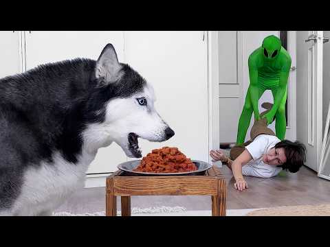 Mom or the Food? Huskies and Cats Face the Alien Invasion!
