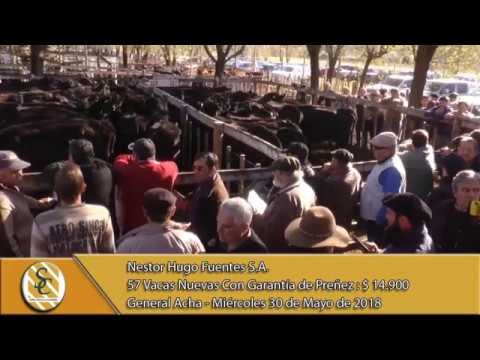 30-05-18 Venta de Vientres - Nestor Hugo Fuentes S.A. - General Acha