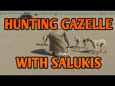 Hunting Gazelles with Salukis in Arabia | Running Dogs