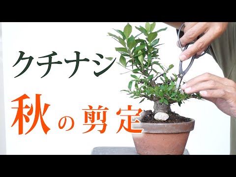 クチナシの剪定時期と方法は？プロセス全体は 4 つのステップで完了  庭園