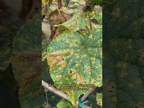 if cucumber leaves have yellow spot #gardening #greenchoices #farming #gardendelight #gardeningtips