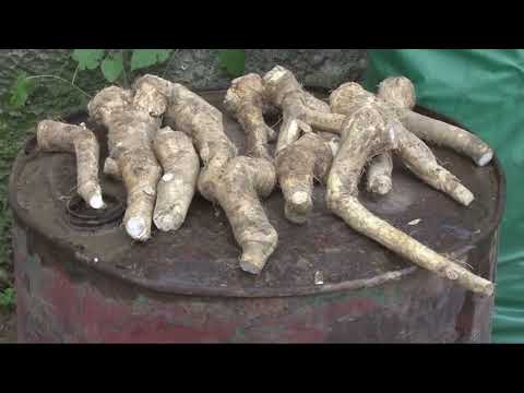 Ren – Pravilno gajenje