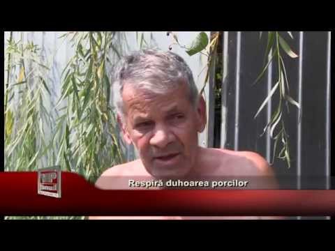 Respira duhoarea porcilor