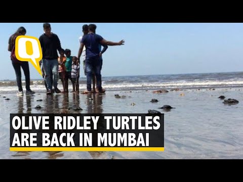download lagu mp3 mp4 Versova Beach Turtles, download lagu Versova Beach Turtles gratis, unduh video klip Versova Beach Turtles