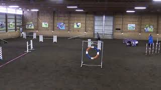 Felix Starters Gamblers USDAA Jan 2020