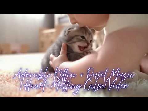 “Adorable Kitten + Quiet Music | Heart-Melting Calm Video”