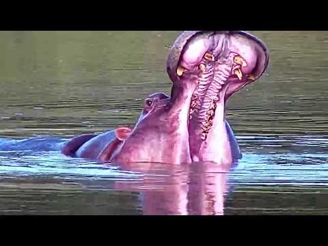 Djuma: Hippo getting active in the water - 17:06 - 03/08/20