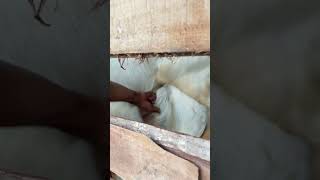 Download lagu kambing kawin #kambing #kambingkawin mp3