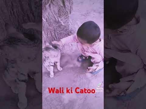 Muhammad wali Abbas play with Cat Masti