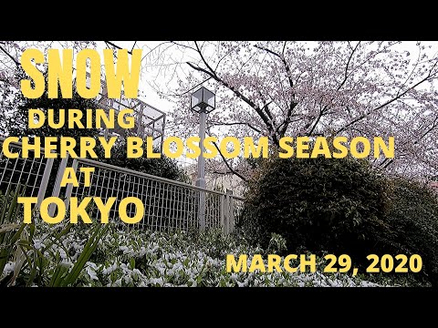 SNOW DURING CHERRY BLOSSOM SEASON AT TOKYO, JAPAN - SPRING TIME / MARCH 29, 2020