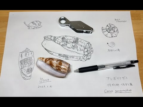 アンボイナガイ【90秒スケッチ】