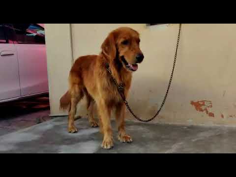 Golden retriever available to stud