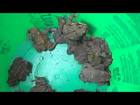 Kikkeroverzet Kallo 2012.AVI