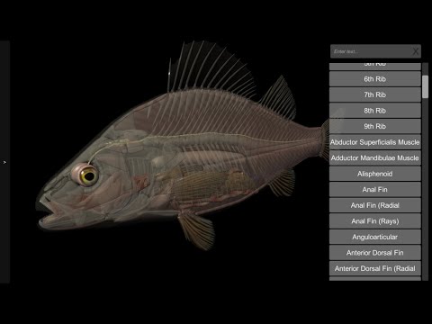 3D Fish Anatomy Video
