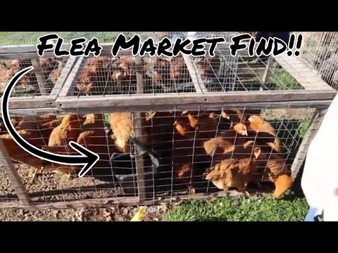 image-How much does chicken farmer cost?