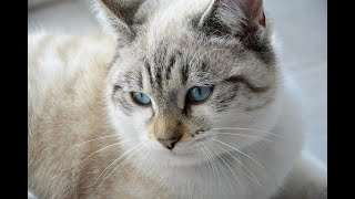 Cat videos funny for kids and Cat Funny videos Cats are so funny Baby