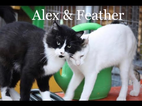 Alex and Feather --Together Forever!, an adoptable Tuxedo & Domestic Short Hair Mix in Williamsburg, NM_image-1