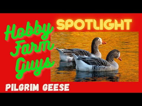 , title : 'HFG Farm Animal Spotlight: Pilgrim Goose'