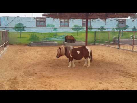 Pony Horses at Ras Al-Khaimah Wildlife Park Zoo 05.03.2016