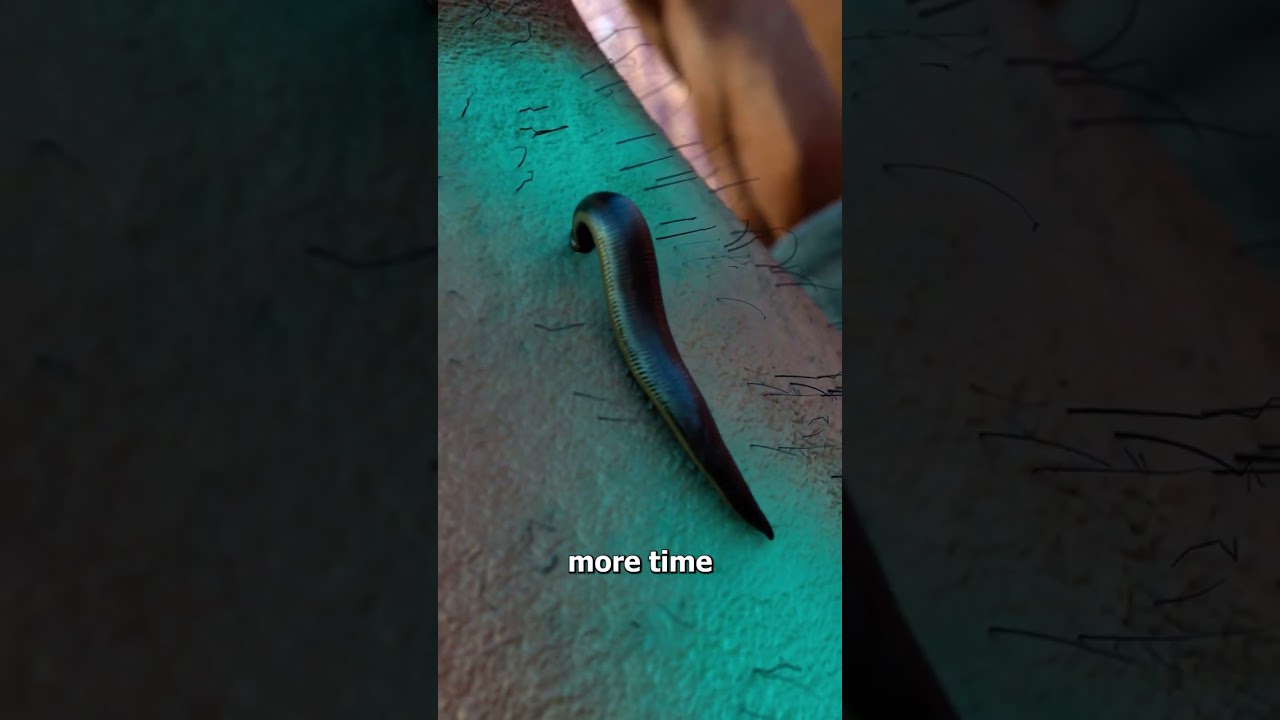 How Leeches Suck Your Blood 😟