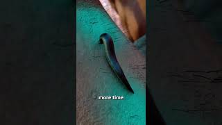 How Leeches Suck Your Blood 😟