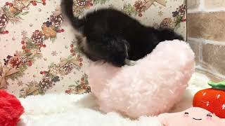 チワワ(ロング)の動画01