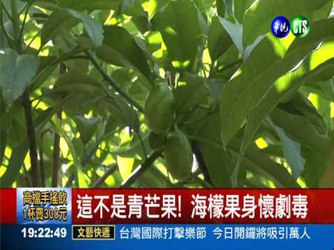劇毒海檬果! 誤食呼吸麻痺恐沒命