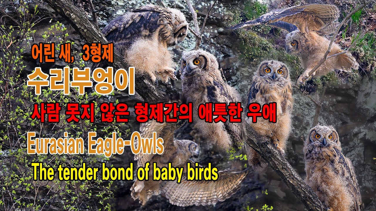 수리부엉이 유튜브 썸네일