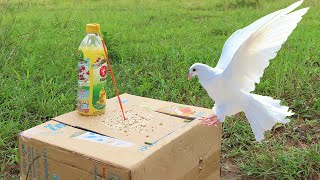 Must Watch New Pigeon Trap 2021 Using Cardboard Box And Plastic Bottle