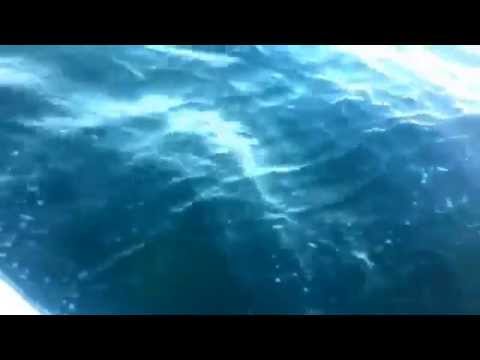 download lagu mp3 mp4 Sharks Found In Trinidad And Tobago, download lagu Sharks Found In Trinidad And Tobago gratis, unduh video klip Sharks Found In Trinidad And Tobago