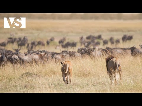 SERENGETI | Predatori in Guerra per il Controllo della Savana - Documentario Animali