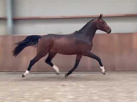 Nice Cornet: CORNET OBOLENSKY x INDOCTRO