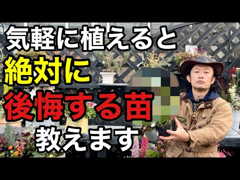 園芸 なぜサント・カトリーヌに植物を植えるのか?