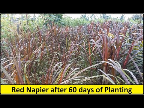 Hybrid red napier grass stem cutting (pack of 1000 stems), p...