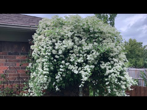 , title : 'Sweet Autumn Clematis.How to grow .Care tips.//Small garden'