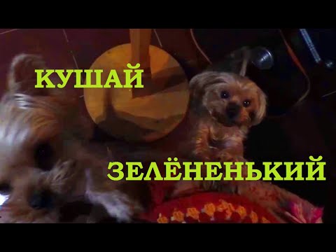 Йоркширские терьеры и попугай Гриша /Yorkshire Terriers and Grisha the parrot.