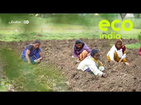Eco India: Marathwada female farmers innovate against climate threats