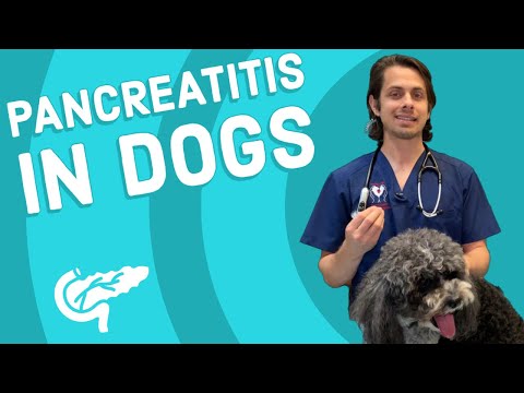 Pancreatitis in Dogs