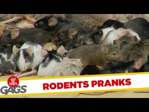 Funny woman videos - Rodent Scare Girls - Just for Laughs