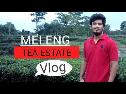 | MELENG TEA ESTATE | 2020 |