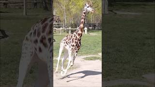 Giraffen rennen #zoo #giraffe #animals #praha #wildanimals