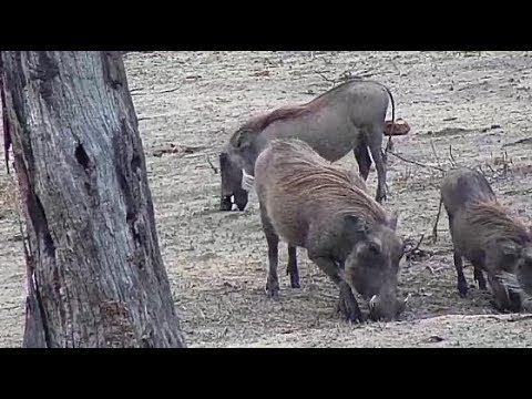 Djuma: Kudus and Warthogs - 10/30/19