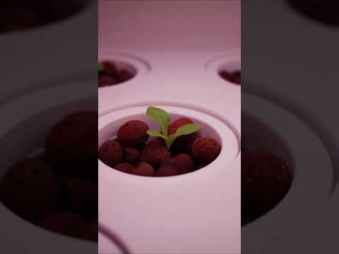 Lettuce's Mind-Blowing Race to Maturity