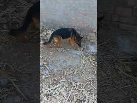 My sweetest pet Germanshephard the mishal